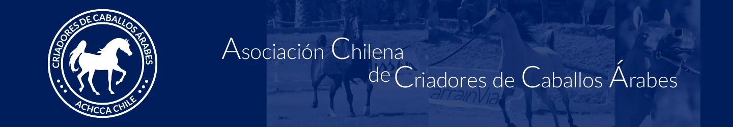 Asociacion chilena de criadores de caballos arabes - achcca